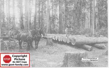 horse_logging_terrace.jpg