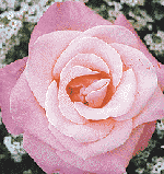 Vancouver Rose